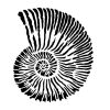 Nautilus painting stencil - 38x60 cm 02